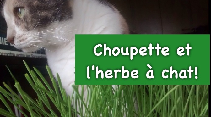 Choupette et l’herbe à chat (courte BD)
